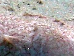 Uranoscopus scaber (Pesce prete)
